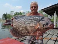 Thai Fish Species - Giant Gourami