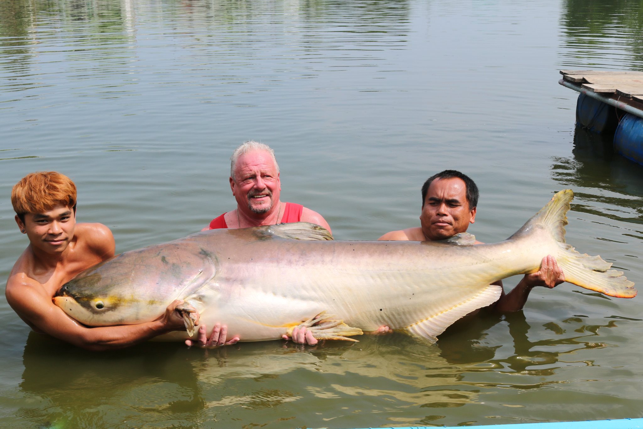 Mekong Catfish Gallery PTL 20