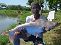 Thai Fish Species - Albino Striped Catfish