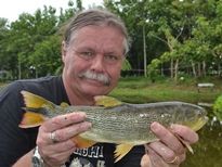 Thai Fish Species - Golden Dorado