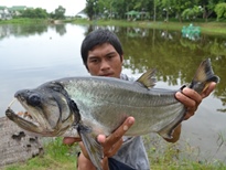 Thai Fish Species - Payara