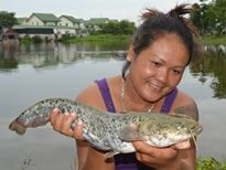Thai Fish Species - Wels Catfish