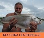 Thai Fish Species - Indochina Featherback