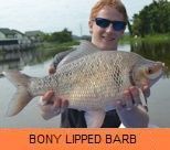 Thai Fish Species - Bony Lipped Barb