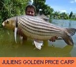 Thai Fish Species - Juliens Golden Price Carp