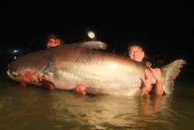 Mekong Catfish 302lb Mekong Catfish 302lb
