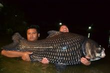 72kg Siamese Carp 72kg Siamese Carp
