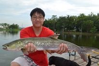 Thai Fish Species - Yellowcheek Carp