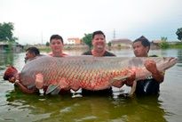 Thai Fish Species - Arapaima