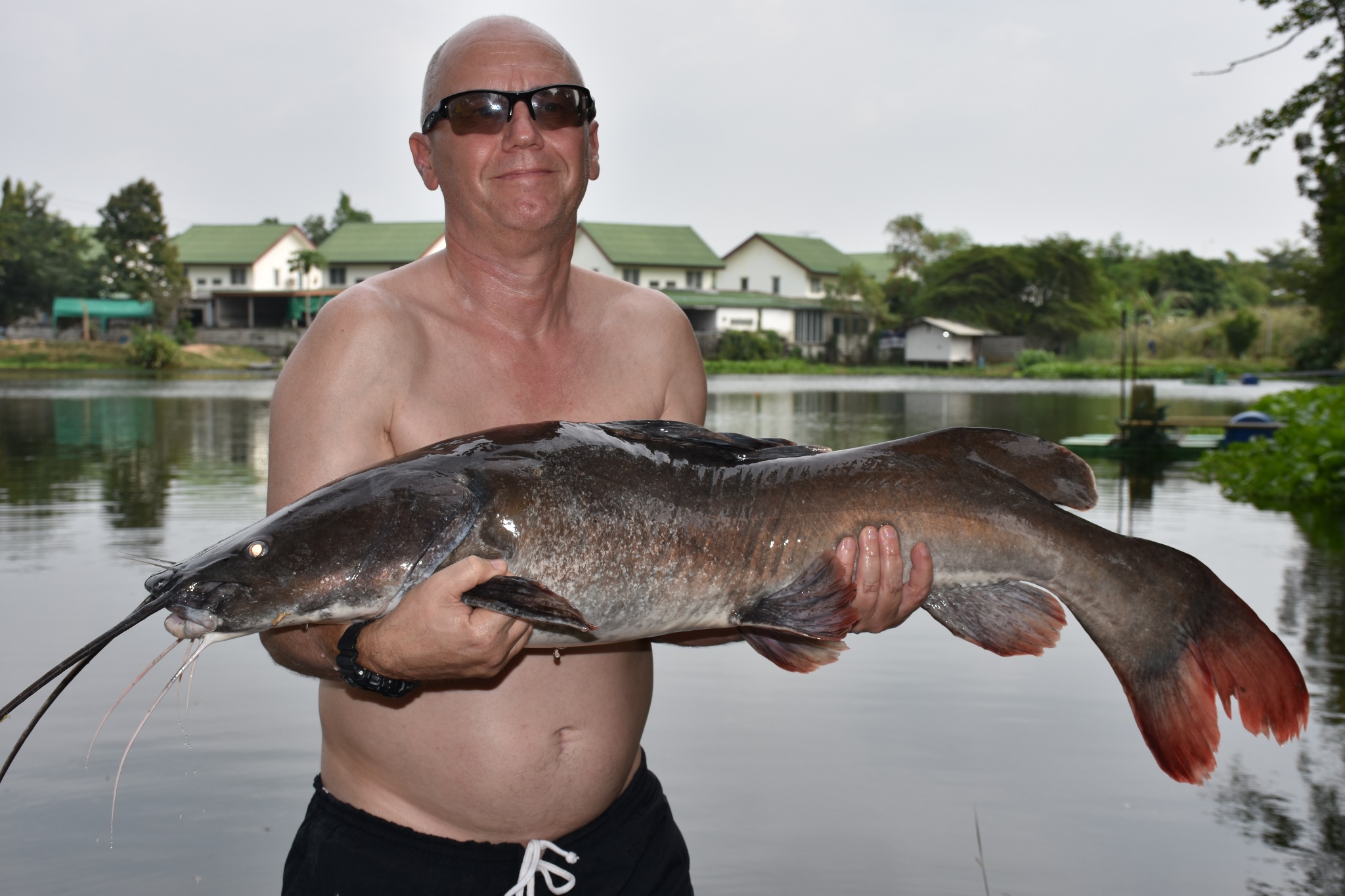 Thai Redtail Catfish Gallery PTL 8