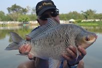Thai Fish Species - Bony Lipped Barb