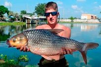 Thai Fish Species - Soldier River Barb