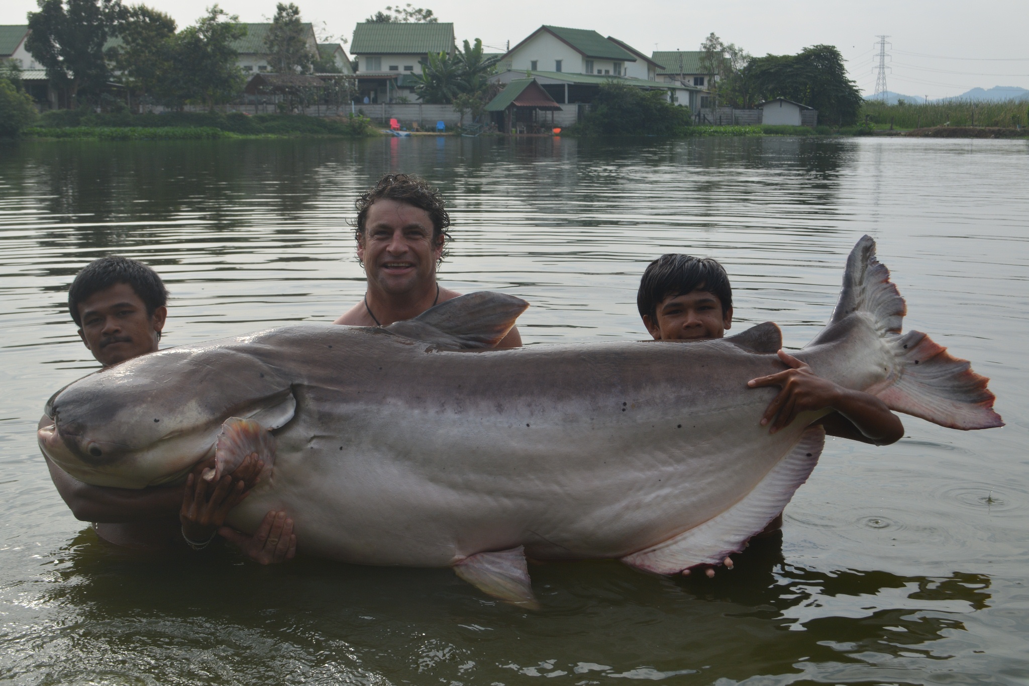 Mekong Catfish Gallery PTL 13