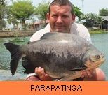 Thai Fish Species - Pacu