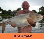 Thai Fish Species - Silver Carp