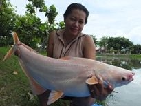 Thai Fish Species - Albino Striped Catfish