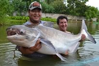 Thai Fish Species - Chao Phraya Catfish