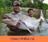Thai Fish Species - Chao Phraya