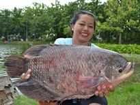 Thai Fish Species - Elephant Ear Gourami