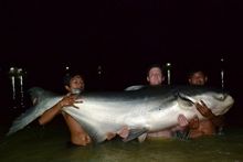 Mekong Catfish 299lb Mekong Catfish 299lb