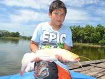 Thai Fish Species - Albino Wels Catfish