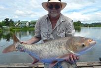 Thai Fish Species - Chinese Bighead Carp