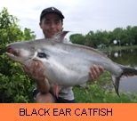 Thai Fish Species - Black Ear Catfish