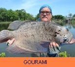 Thai Fish Species - Giant Gourami