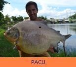 Thai Fish Species - Pacu