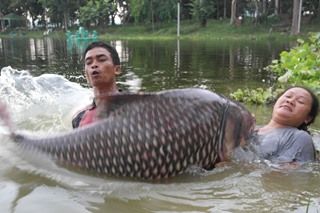 Siamese Carp