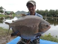 Thai Fish Species - Tambaqui