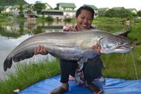 Thai Fish Species - Wallago Attu