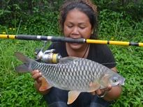 Thai Fish Species - Golden Tinfoil Barb