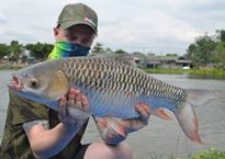 Thai Fish Species - Mad Barb