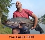 Thai Fish Species - Wallago Leeri