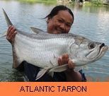 Thai Fish Species - Atlantic Tarpon