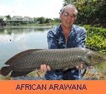 Thai Fish Species - African Arawana
