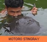 Thai Fish Species - Notoro Stingray