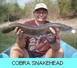 Khao Laem Dam Gallery - Cobra Snakehead