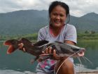 Thai Redtail Catfish