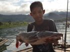 Thai Redtail Catfish