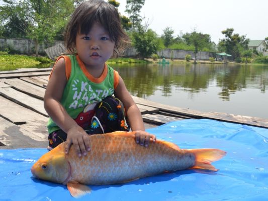 Guided Fishing Holidays in Thailand at Palm Tree Lagoon Photo Image Gallery  of Koi Carp - Photos Gallery of Anglers on Fishing Adventure Holidays in  Siam