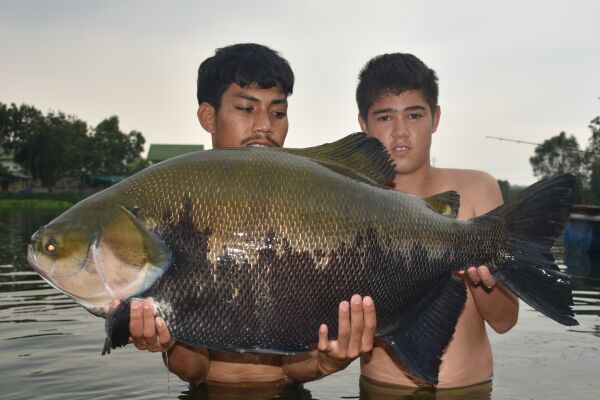 Guided Fishing Holidays in Thailand at Palm Tree Lagoon Photo Image Gallery  of Tambaqui / Black Pacu - Photos Gallery of Anglers on Fishing Adventure  Holidays in Siam