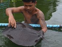 Thai Fish Species - Motoro Stingray