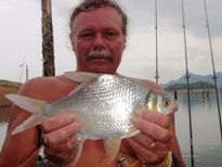 Thai Fish Species - Smith's Barb