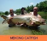 Thai Fish Species - Mekong Catfish