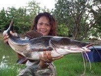 Thai Fish Species - Leopard Catfish