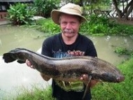 Thai Fish Species - Emperor Snakehead