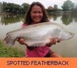 Photo Gallery - Spotted Featherback