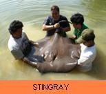 Photo Gallery - Giant Freshwater Stingray
